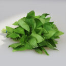 Basilikum Frisch